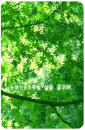 green tree leaves