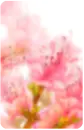 pink flowers