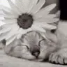 cute kitty