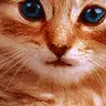 kitty face