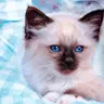 blue eyes