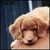cute puppy