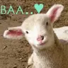 little lamb