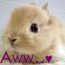 buny-bunny