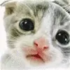 kitty eyes