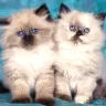 fluffy sisters