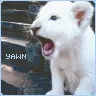 lion king