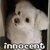 innocent