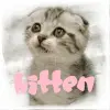 kitten