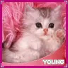 lovely kitty