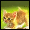 adorable
