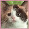 cute kitty