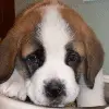 sad