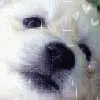 black nose