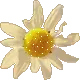 EdelweiÃŸ.