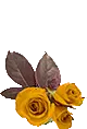 yellow roses
