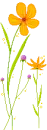 yellow flowers