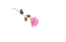 Rose Pen Light Pink - Shan 