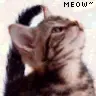 meow