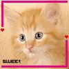 sweet kitty