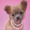 cute puppy