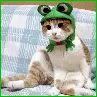 kitty frog