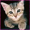 cute kitty