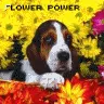 flower power