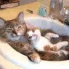 cute kittens