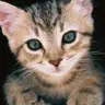 cute kitty
