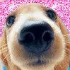 black nose