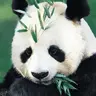 panda bear