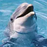 adorable