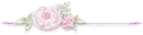 pink rose