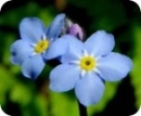 forget me not