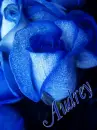 Audrey's blue roses