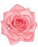 pink flower