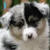 i am cute
