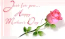 Mothers Day Rose