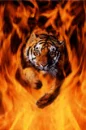 tiger in fire