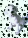 spotless puppy