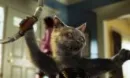 cat1