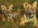 tiger cubs