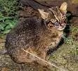 cat pict 32