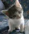 cuty cat