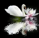 swan