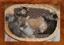 kittems