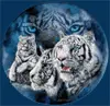 white tigers