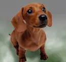 dachshund