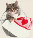 Cat smiling
